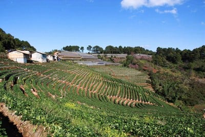 ดอยอ่างขาง