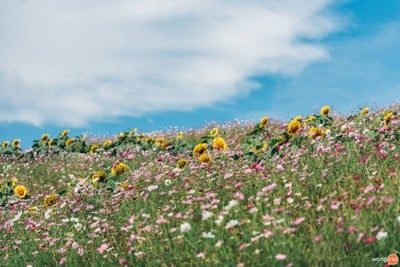 บรรยากาศ ม่อนแจ่ม