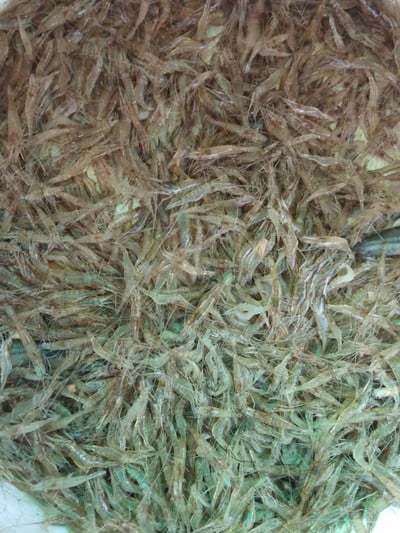 วิธีทำ ก้อยกุ้ง ตำกุ้ง วิธีทำ ก้อยกุ้ง ตำกุ้ง
