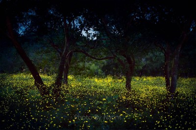 บรรยากาศ ดินแดนหิ่งห้อย