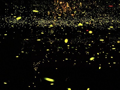 บรรยากาศ ดินแดนหิ่งห้อย