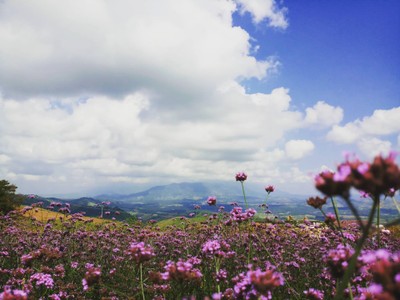 ทุ่งกังหันลม เขาค้อ