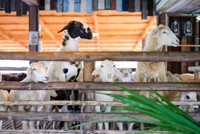 บรรยากาศ The Scenery Vintage Farm