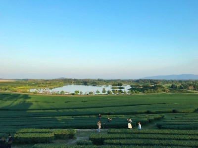 บรรยากาศ ไร่บุญรอด(สิงห์ปาร์ค เชียงราย)