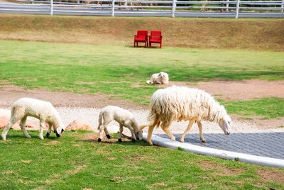 บรรยากาศ The Scenery Vintage Farm