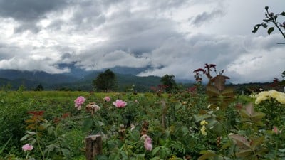 บรรยากาศ สวนบัวชมพู ณ จอมคีรี
