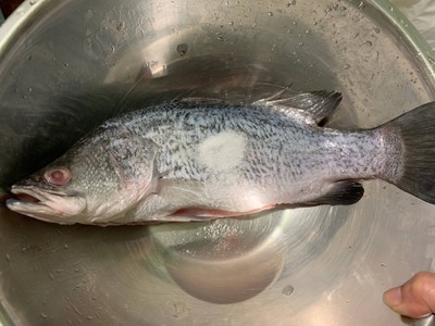 วิธีทำ ปลากะพงนึ่งมะนาว วิธีทำ ปลากะพงนึ่งมะนาว