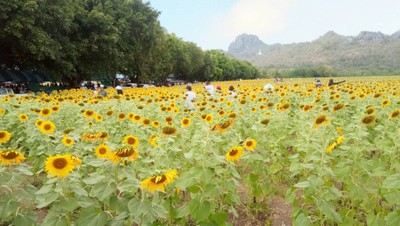 ทุ่งทานตะวันเขาจีนแล