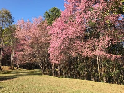 หน่วยจัดการต้นน้ำขุนแม่ยะ