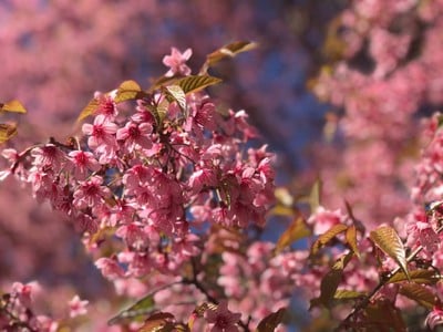 หน่วยจัดการต้นน้ำขุนแม่ยะ