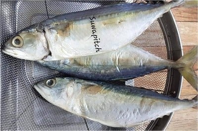 ปลาทูหอม & ปลาทูเค็ม