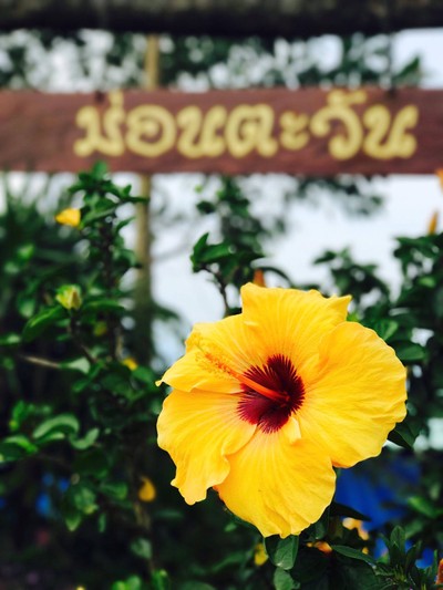 ม่อนตะวัน (Mon Ta Wan) ม่อนตะวัน (Mon Ta Wan)