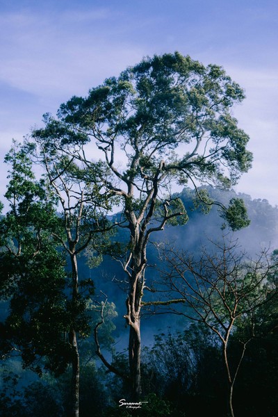 'เลหมอกเขาไข่นุ้ย' พังงา