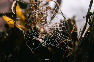 'เลหมอกเขาไข่นุ้ย' พังงา