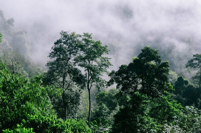 'เลหมอกเขาไข่นุ้ย' พังงา