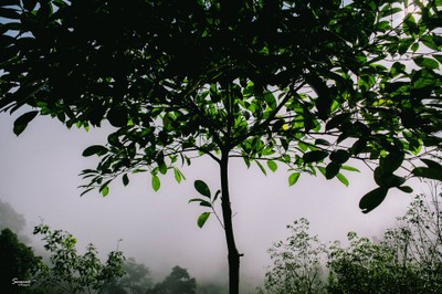 'เลหมอกเขาไข่นุ้ย' พังงา