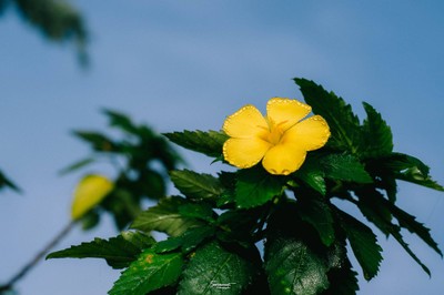 'เลหมอกเขาไข่นุ้ย' พังงา