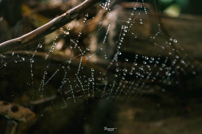 'เลหมอกเขาไข่นุ้ย' พังงา