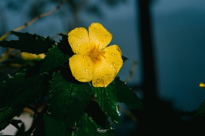 'เลหมอกเขาไข่นุ้ย' พังงา
