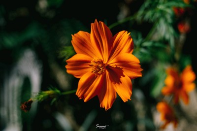 'เลหมอกเขาไข่นุ้ย' พังงา