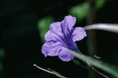 'เลหมอกเขาไข่นุ้ย' พังงา