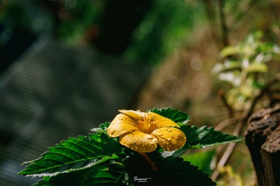 'เลหมอกเขาไข่นุ้ย' พังงา