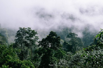 'เลหมอกเขาไข่นุ้ย' พังงา