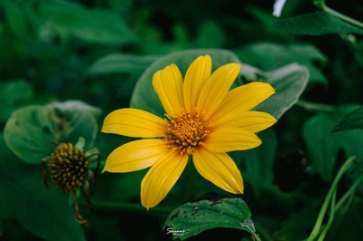 'เลหมอกเขาไข่นุ้ย' พังงา