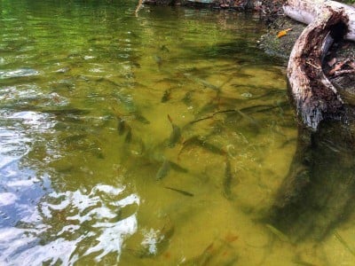 บรรยากาศ ระนองแคนย่อน