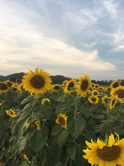 ทุ่งทานตะวัน ไร่มณีศร เขาใหญ่