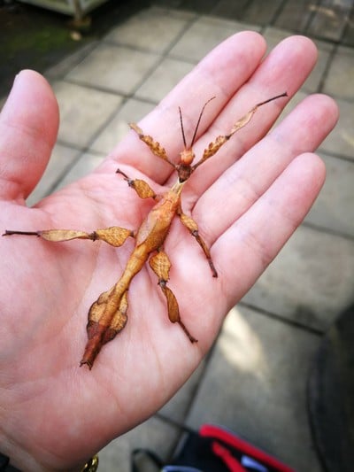 สวนสัตว์แมลงสยาม