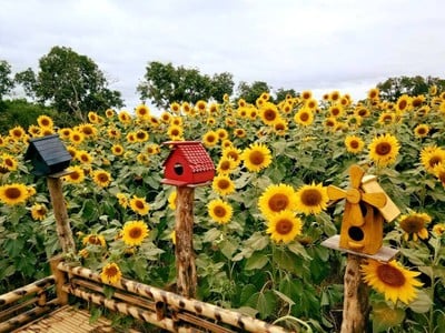 บรรยากาศ ไร่พราวตะวัน