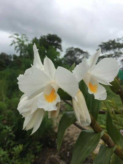 บรรยากาศ อุทยานแห่งชาติน้ำตกหงาว