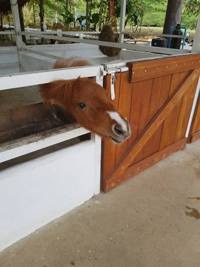 สวนผึ้งไฮแลนด์