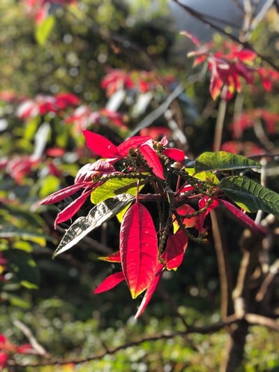 เชียงใหม่ สัมผัสแม่กำปอง 3 วัน 2 คืน 