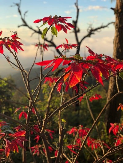 เชียงใหม่ สัมผัสแม่กำปอง 3 วัน 2 คืน 