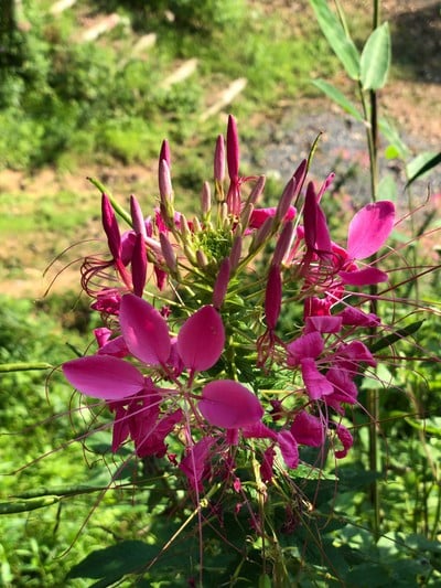 เชียงใหม่ สัมผัสแม่กำปอง 3 วัน 2 คืน 