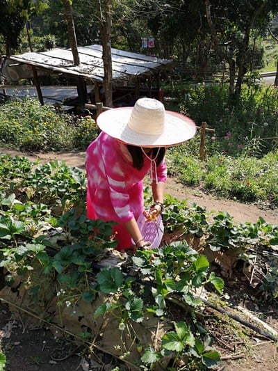 เก็บตามต้องการขายตามน้ำหนัก