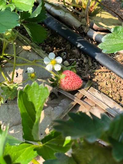 Strawberry