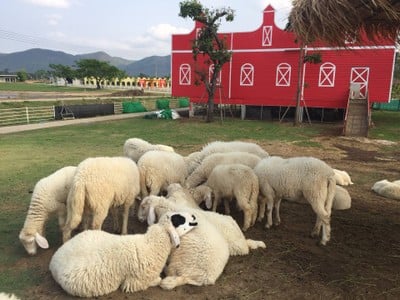 บรรยากาศ DutchFarm ดัทช์ฟาร์ม ฟาร์มม้าแคระ เชียงใหม่