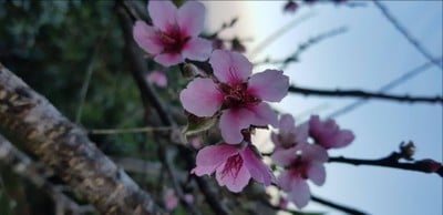 สถานีวิจัยเกษตรที่สูงสันป่าเกี๊ยะ