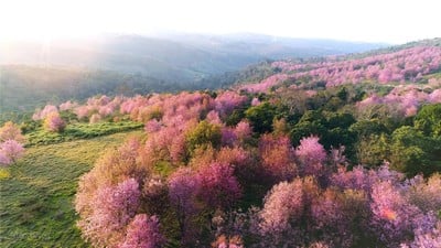 ภูฟ้าเพียงดิน