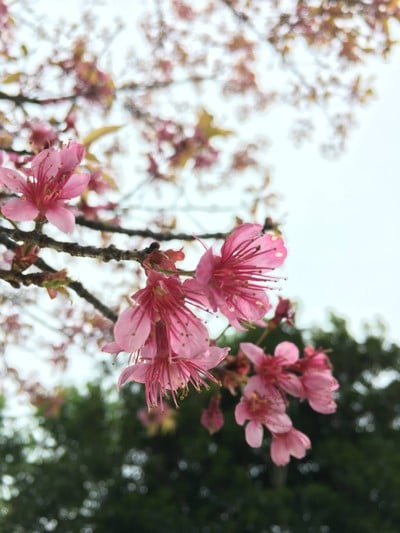 1 ในจุดชมดอกนางพญาเสือโคร่งที่สวยสุดในจังหวัดเชียงใหม่
