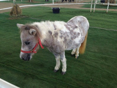 DutchFarm ดัทช์ฟาร์ม ฟาร์มม้าแคระ เชียงใหม่