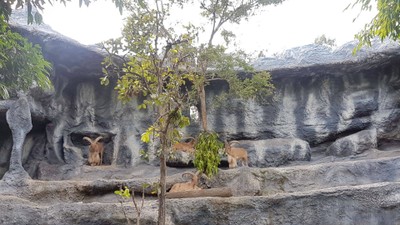 เชียงใหม่ไนท์ซาฟารี