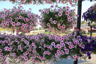 Aga Flowers at Aga Happy Farm