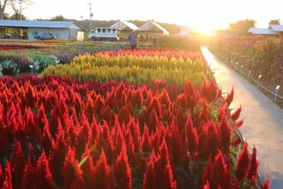 Aga Flowers at Aga Happy Farm