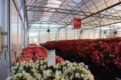 Aga Flowers at Aga Happy Farm