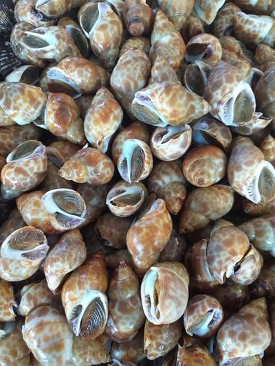 มังกรทะเลเผา ขอนแก่น