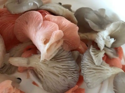 วิธีทำ ลาบหมูสับกับเห็ดรวมมิตร 